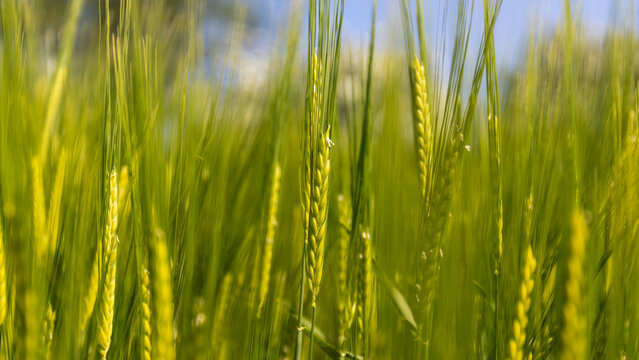 Fields of gold - Barley crops in the late summer