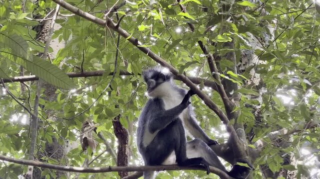 Low angle view of a Thomas langur - Presbytis thomasi - clinging to branch  while looking down toward the forest floor.