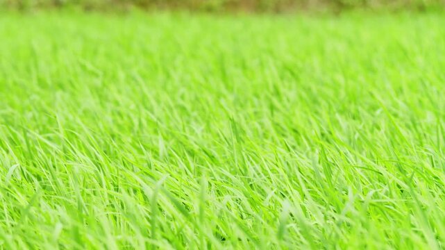Lush Green Rice Leaves in an Early Summer Paddy Field