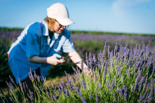 Caucasian woman harvesting violet lavender flowers with scissors in a field on a sunny summer day