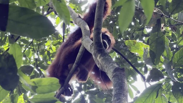 Low angle view beneath a young Sumatran orangutan - Pongo abelii - resting on a branch and looking down through the jungle canopy.