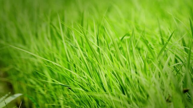 Lush Green Rice Leaves in an Early Summer Paddy Field