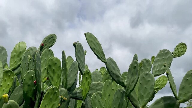 Cactus plants garden with sky