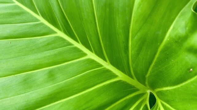 Fresh green leaves texture