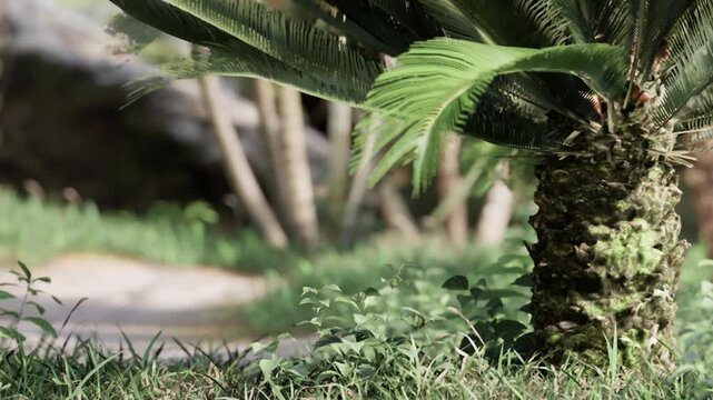 A pineapple plant grows near a walkway in a garden. Sunlight shines on the plant and surrounding grass. Trees are visible in the background providing shade.
