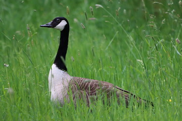 Canada goose in a meadow © Francesca Leslie