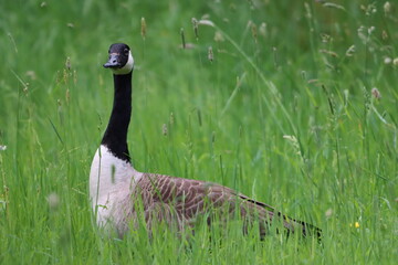 Canada goose in a meadow © Francesca Leslie