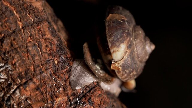 Tropical Land Snail Crawling on Tree Bark