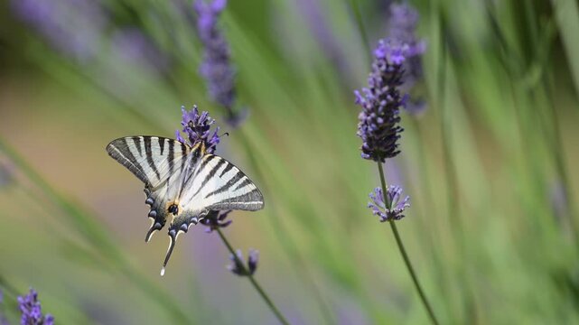 Southern swallowtail foraging the nectar on Lavender flowers before flying off in summer in a domestic city garden. Iphiclides podalirius, Lavandula sp, Indre-et-Loire, r&eacute;gion Centre, France, Europe