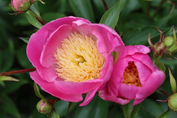 Pink and cream Chinese peony or paeonia lactiflora 'Bowl of Beauty' © Francesca Leslie