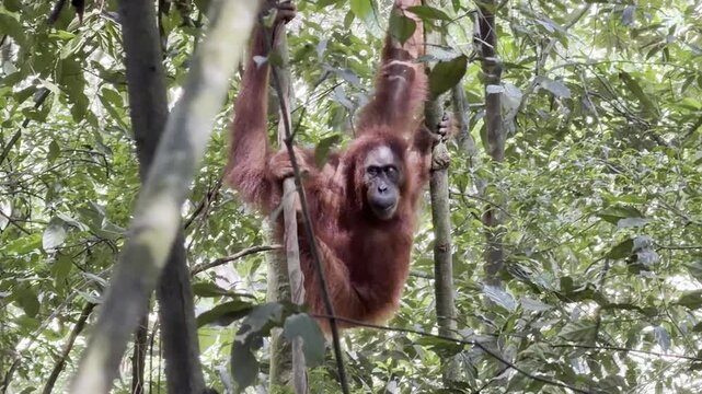 A female Sumatran orangutan - Pongo abelii - rests between two trees, holding both trunks with all four limbs while appearing completely relaxed in the rainforest canopy.