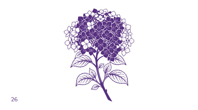 Purple Hydrangea Flower Illustration, Botanical Drawing, Single Bloom with Leaves, White Background
