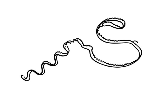 Hand drawn squiggly line white background.