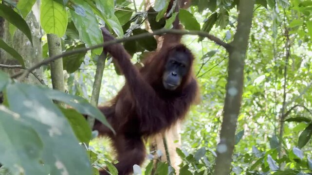 A female Sumatran orangutan - Pongo abelii - looks directly at the camera, then descends as her weight slowly bends a slender tree.