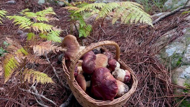 Basket Full of Porcini Mushrooms in Forest &ndash; Autumn Foraging and Harvest