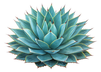 Fototapeta premium Blue Agave Succulent Plant Isolated on White Background