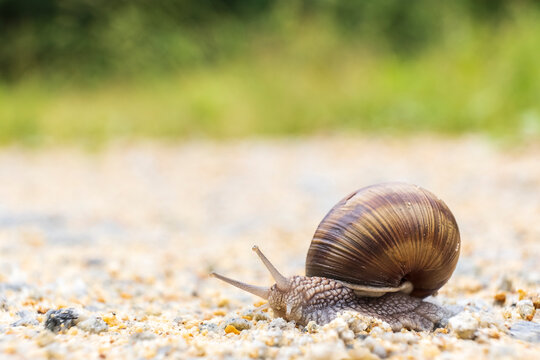 Roman snail (Helix pomatia) crawling across gravel path