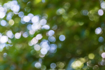 Fototapeta premium Abstract green bokeh background with blurred foliage and sunlight