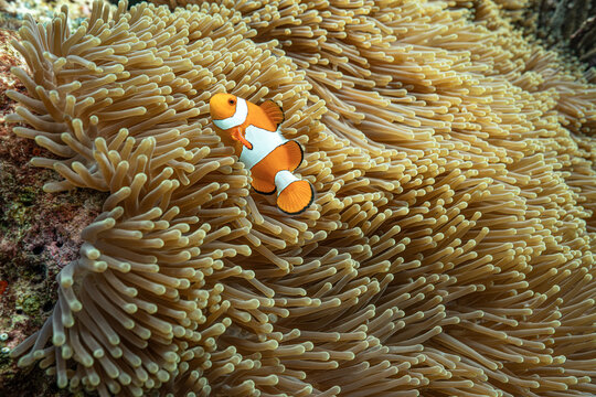 Small clownfish nestled among sea anemone tentacles