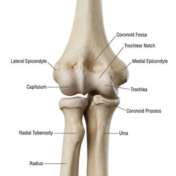 Anatomical illustration of the human elbow joint and bones