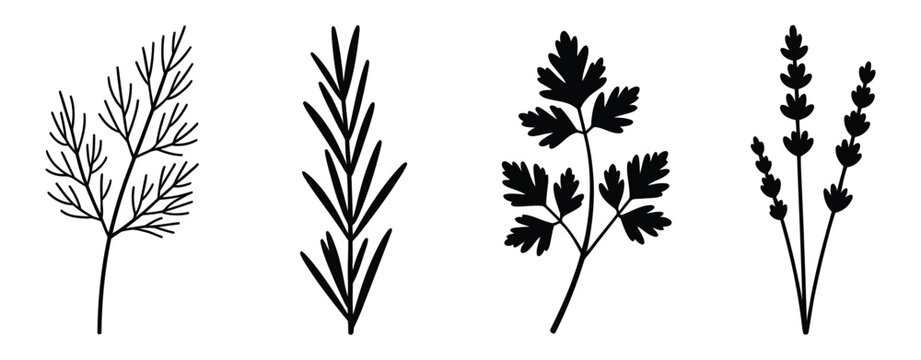 Black botanical herb silhouettes collection including rosemary dill parsley and thyme plant vector icon
