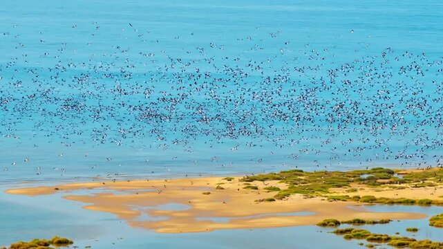 Large flock of birds flying over coastal sandbar and turquoise sea