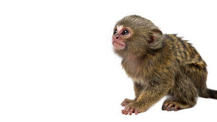 Small wild brown rhesus macaque monkey animal sitting profile isolated on transparent background © PNG_MEGAStock
