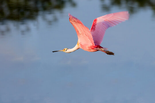 00707-01206 Roseate Spoonbill (Platalea ajaja) flying Viera Wetlands Brevard County FL