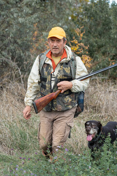A hunter with a gun and his pet dogs. A spaniel and a german wirehaired pointer drathaar in search of a pheasant.