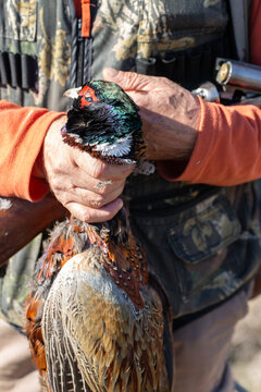 A hunter holds a pheasant in his hands. A successful hunt, a trophy game.