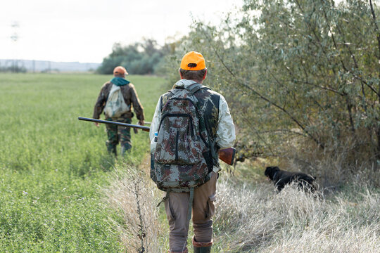 A hunter with a gun and his pet dogs. A spaniel and a german wirehaired pointer drathaar in search of a pheasant.