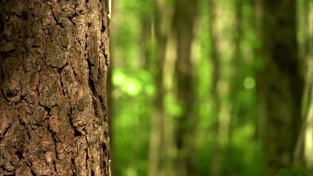 Close-up video of textured pine tree trunk bark with a soft blurred green forest background illuminated by sunlight with copy space to create an authentic nature background