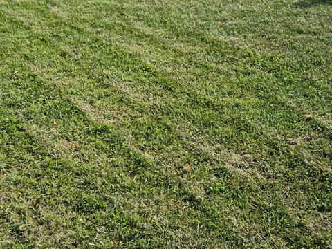 Freshly mowed green lawn texture background close up full frame