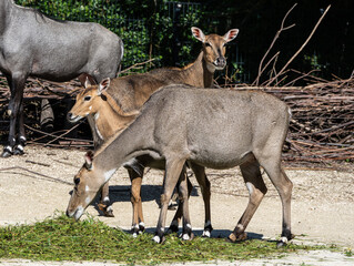The nilgai or blue cow. Boselaphus tragocamelus is the largest Asian antelope © rudiernst