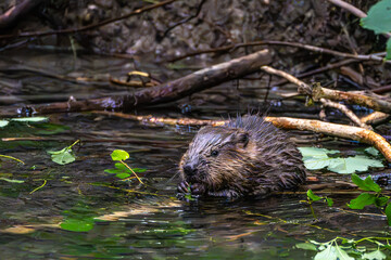 Young little Eurasian beaver, Castor fiber at a river in Munich, Bavaria in Germany © rudiernst