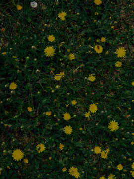 Yellow dandelion flowers on dark green grass texture background full frame top view