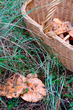 Vertical Basket of Saffron Milk Cap Mushrooms in Forest During Autumn Foraging