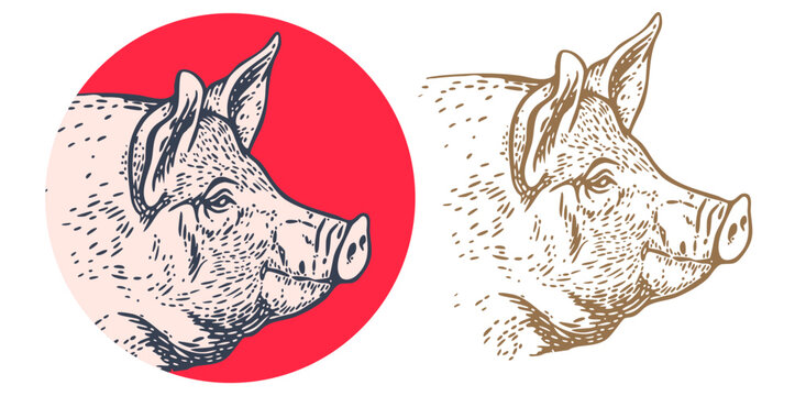 Pork, pig, hog, meat sketch, hand drawn. Template Meat Tag Label. Vintage print, tag, label, pig sketch pencil style drawing. Butchery pork pig head meat shop, text, typography. Vector Illustration