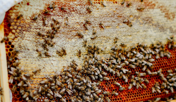 Close-up of a beekeeper collecting honey on a honeycomb of bees