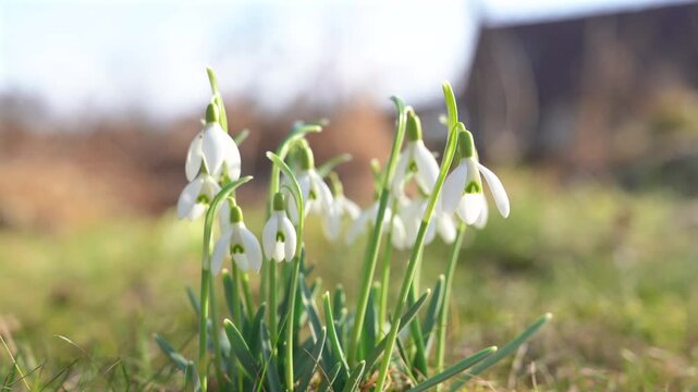 Close-up of blooming snowdrops gently swaying in a light spring breeze on a sunny day, filmed from a low ground-level perspective with soft natural background and bokeh.