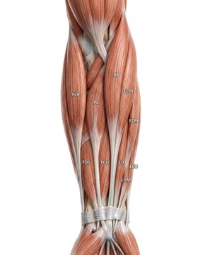 Anatomical illustration of human forearm muscle structure and tendons