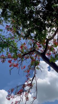 Looking up trees with blue sky