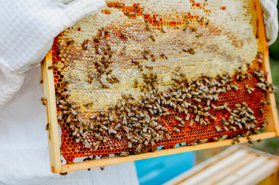 Close-up of a beekeeper collecting honey on a honeycomb of bees