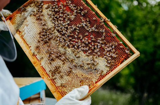 Close-up of a beekeeper collecting honey on a honeycomb of bees
