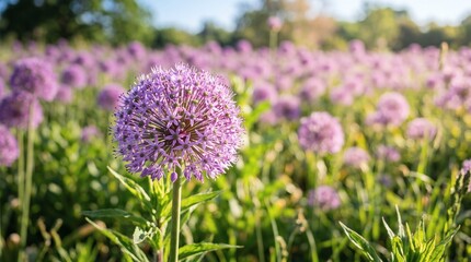 Obraz premium Close-up of a purple globe thistle flower in a field of blooming flowers on a sunny day.