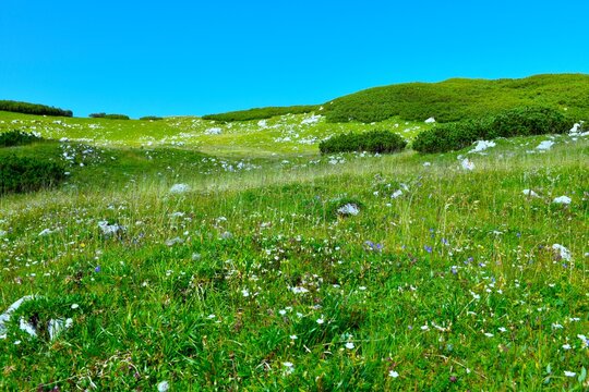 Meadow with flowers bellow Kompotela