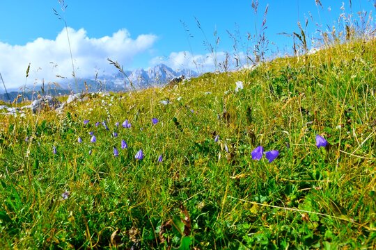 Meadow at Kompotel mountain with blue flowers in Gorenjska, Slovenia