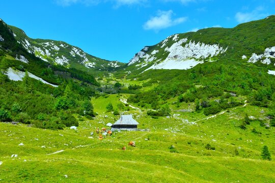 Wooden cottage at Koren mountain pasture with meadows and mugo pine covering the valley above in Gorenjska, Slovenia