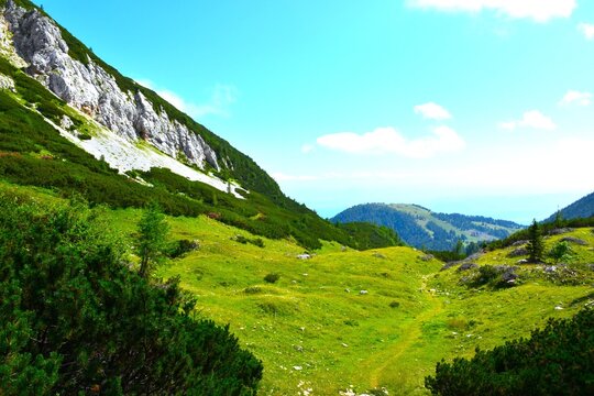 View green mountain pasture to Kompotela with mugo pine bushes in Gorenjska, Slovenia