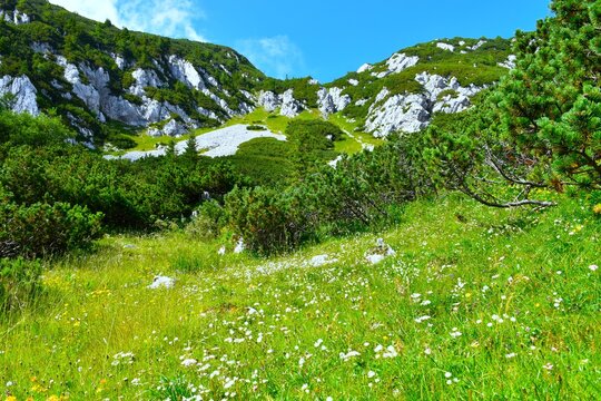 Alpine meadow with white flowers and mugo pine bushes bellow rock precipice at Koren and Kompotela in Gorenjska, Slovenia